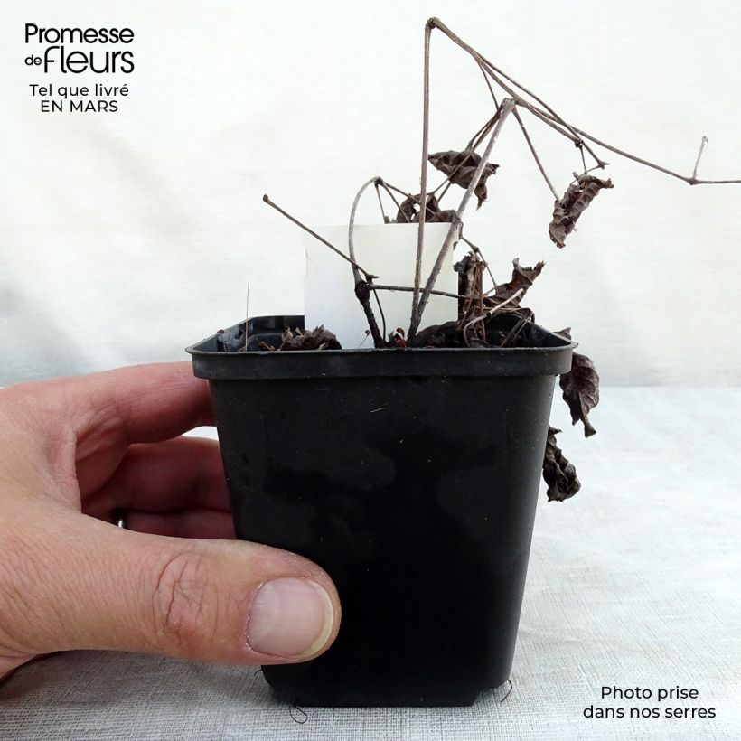 Spécimen de Astilbe Chocolate Shogun Godet de 8/9 cm tel que livré au printemps