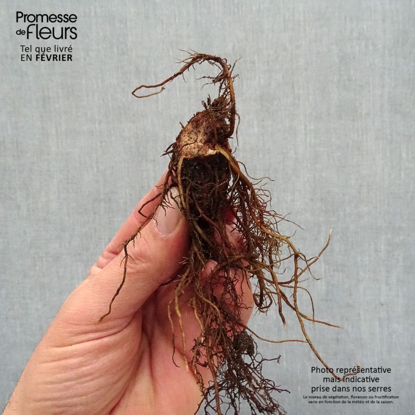 Spécimen de Astilbe Chocolate Shogun Racines nues, Qualité premium tel que livré en hiver