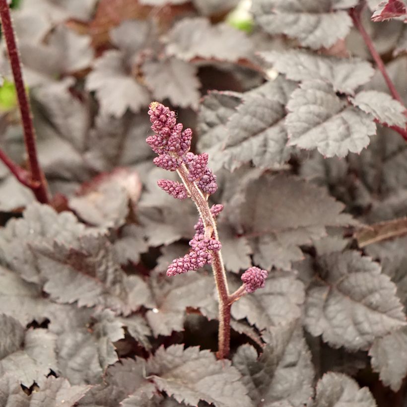 Astilbe Darkside Of The Moon (Floraison)