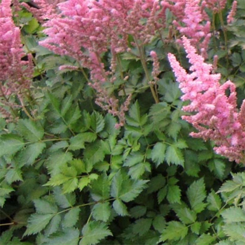 Astilbe Vision in Pink (Feuillage)