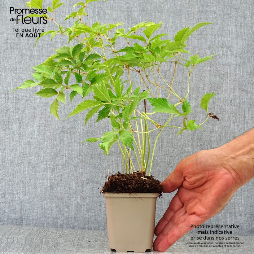 Spécimen de Astilbe Washington Godet de 8/9 cm tel que livré en été