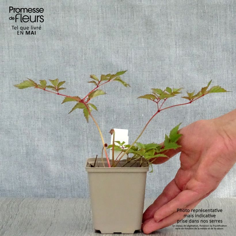 Example of Astilbe arendsii Amethyst Godet de 8/9 cm as you get in printemps