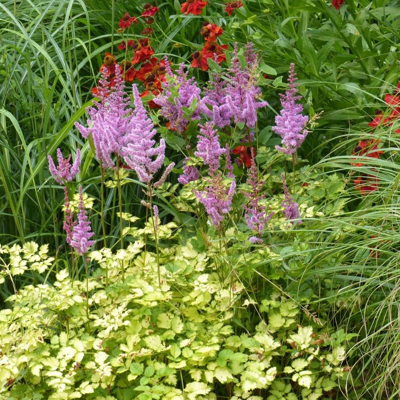 Astilbe arendsii Color Flash Lime, Beauty of Lisse (Plant habit)