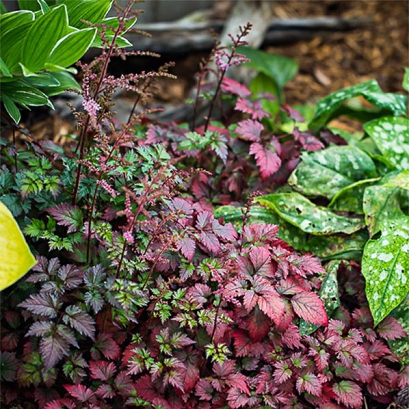 Astilbe arendsii Colour Flash - Astilbe d'Arends panachée (Plant habit)