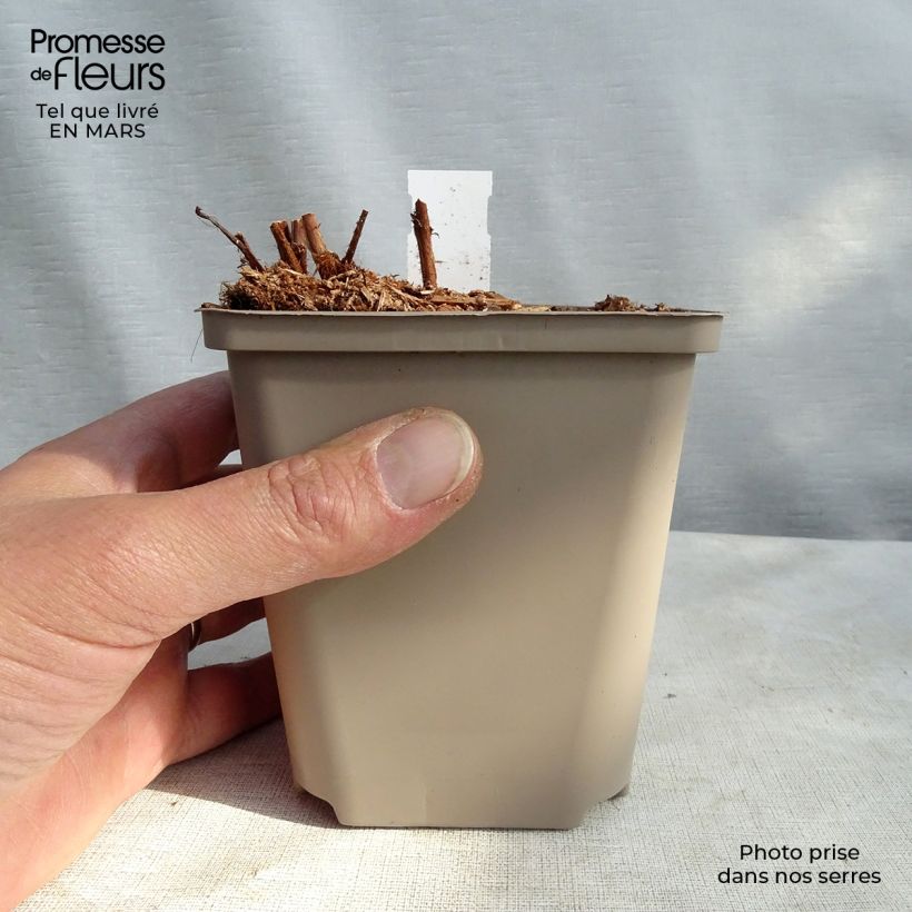 Example of Astilbe arendsii Colour Flash - Astilbe d'Arends panachée Godet de 8/9 cm as you get in printemps