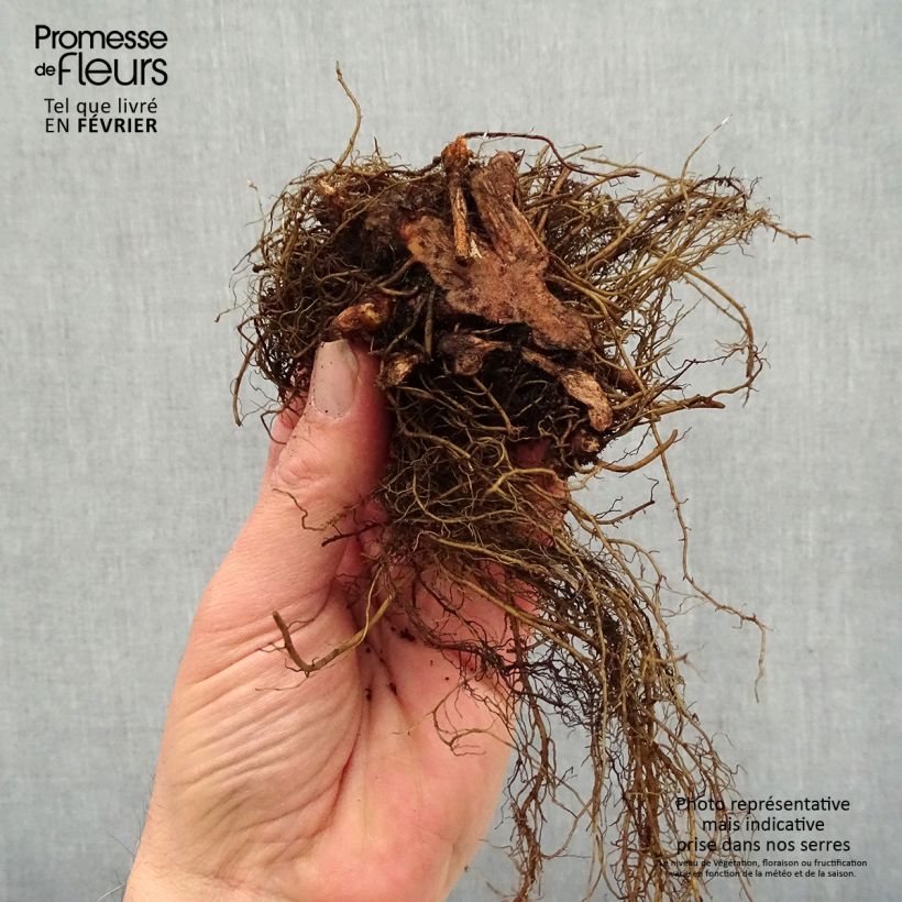 Example of Astilbe arendsii Colour Flash - Astilbe d'Arends panachée Racines nues, Qualité premium as you get in hiver