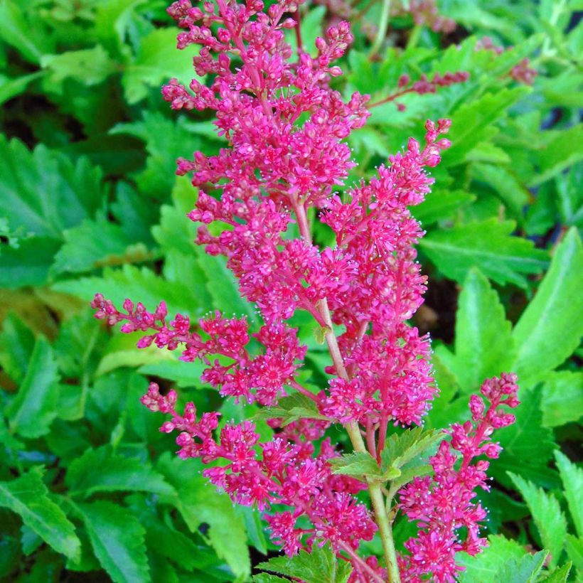 Astilbe arendsii Fanal (Flowering)