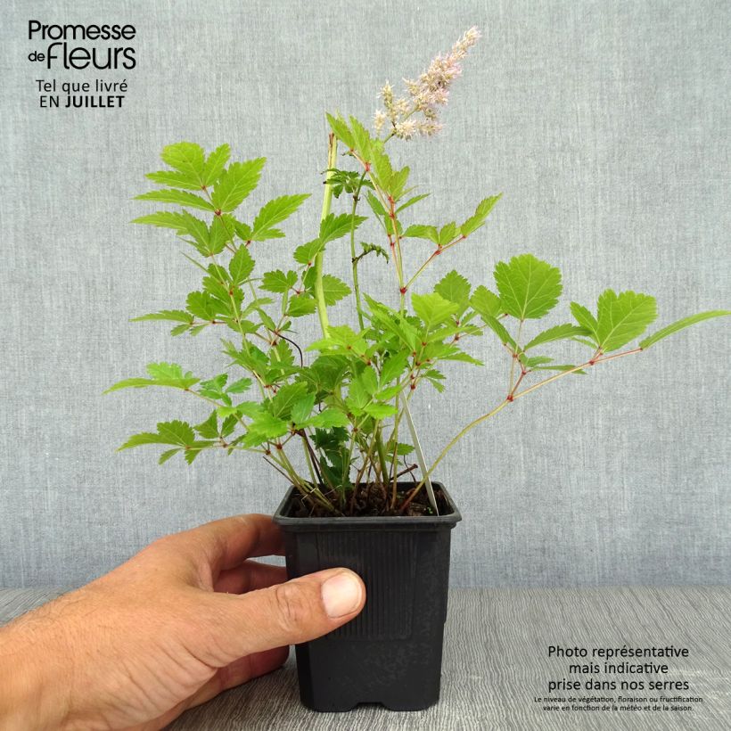 Spécimen de Astilbe arendsii Hyazinth Godet de 8/9 cm tel que livré en été