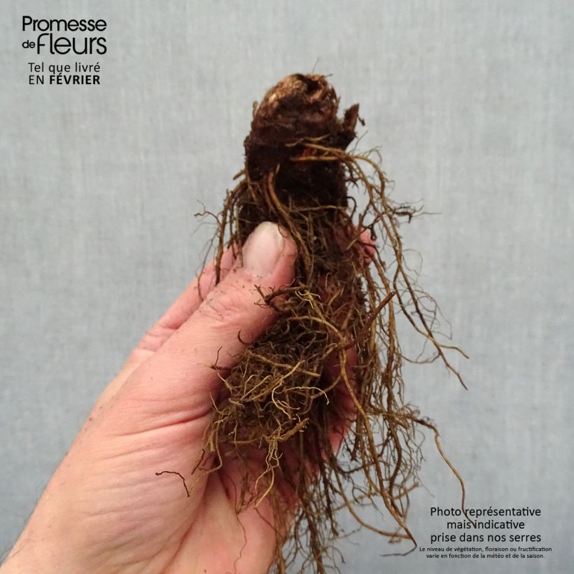 Spécimen de Astilbe arendsii Moccachino Racines nues, Qualité premium tel que livré en hiver