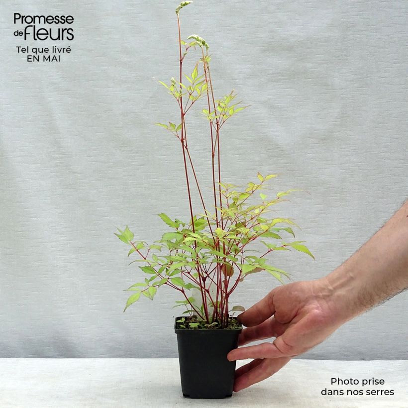 Example of Astilbe arendsii Rock and Roll Godet de 8/9 cm as you get in printemps