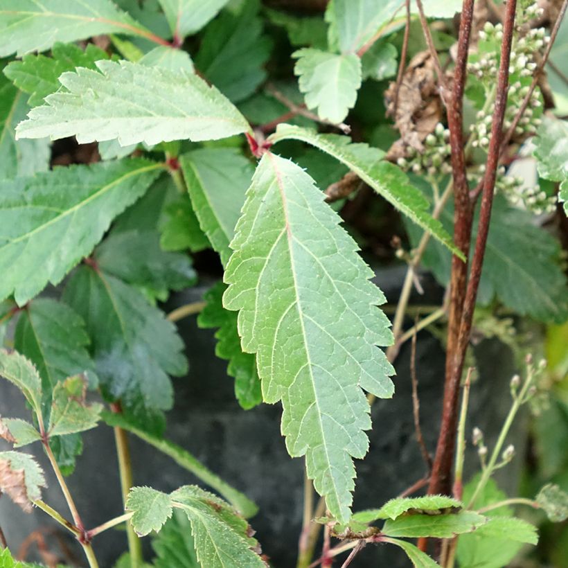 Astilbe arendsii Rock and Roll (Foliage)