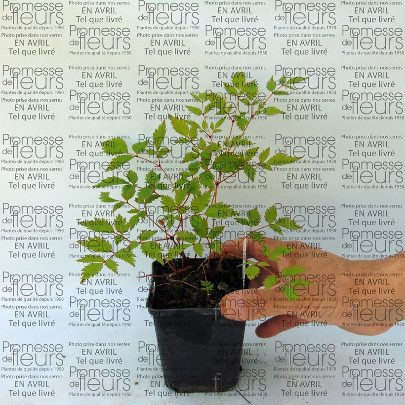 Exemple de spécimen de Astilbe arendsii Walkure Godet de 8/9 cm tel que livré