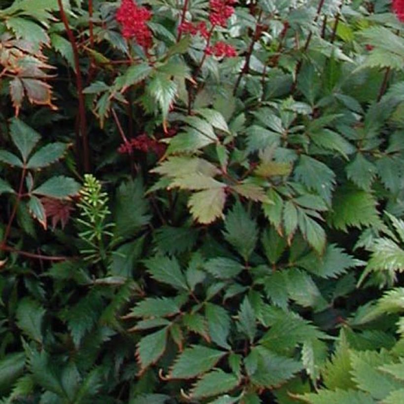 Astilbe arendsii Fanal (Foliage)