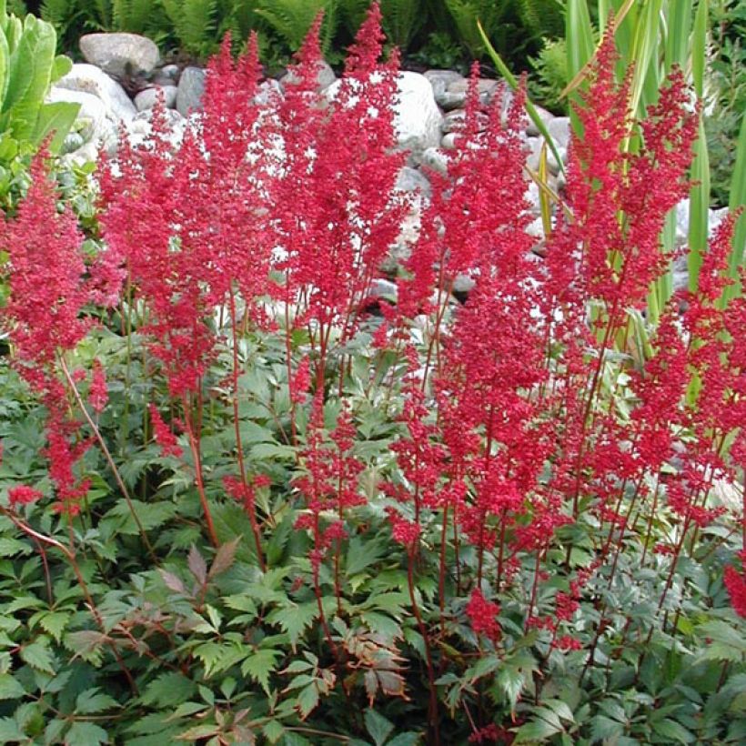 Astilbe arendsii Fanal (Plant habit)
