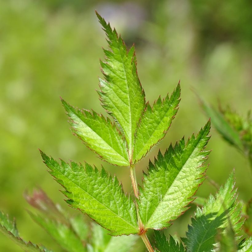 Astilbe chinensis Visions (Foliage)