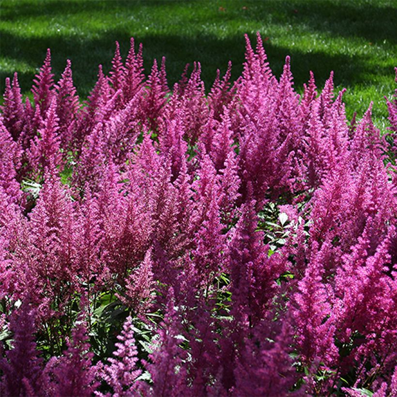 Astilbe chinensis Visions (Flowering)