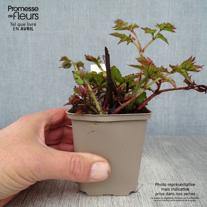 Example of Astilbe chinensis Visions Godet de 8/9 cm as you get in printemps