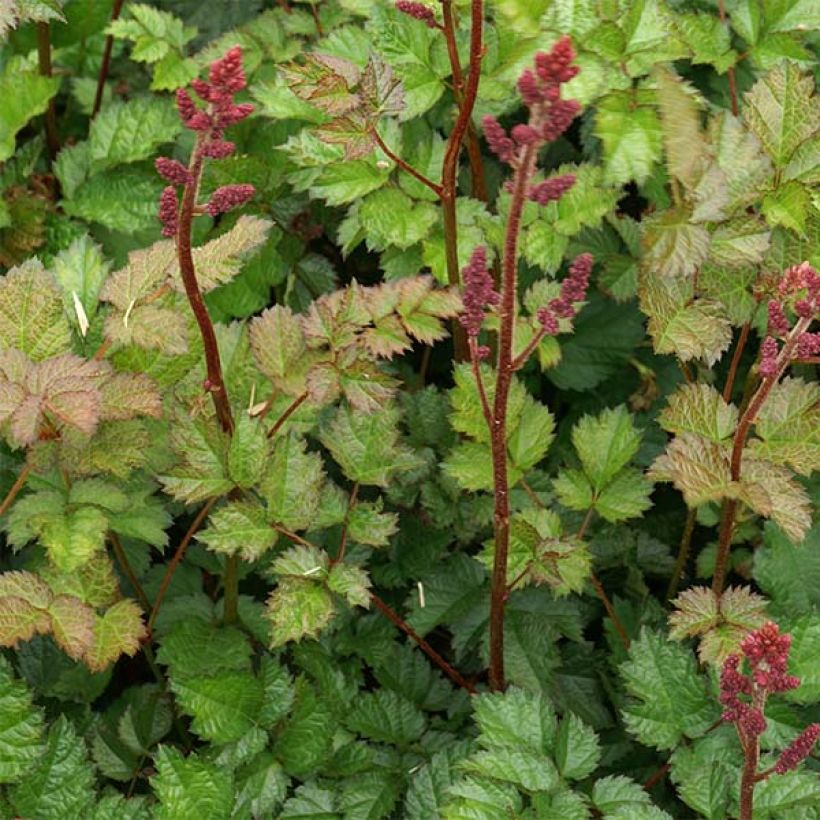 Astilbe chinensis var. taquetii Purpurlanze (Foliage)