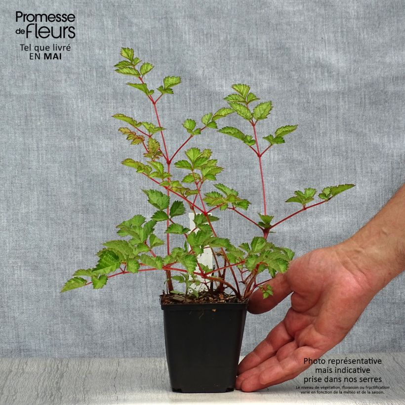 Example of Astilbe chinensis var. taquetii Purpurlanze Godet de 8/9 cm as you get in printemps