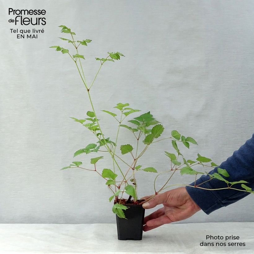 Spécimen de Astilbe chinensis var. taquetii Superba Godet de 8/9 cm tel que livré au printemps