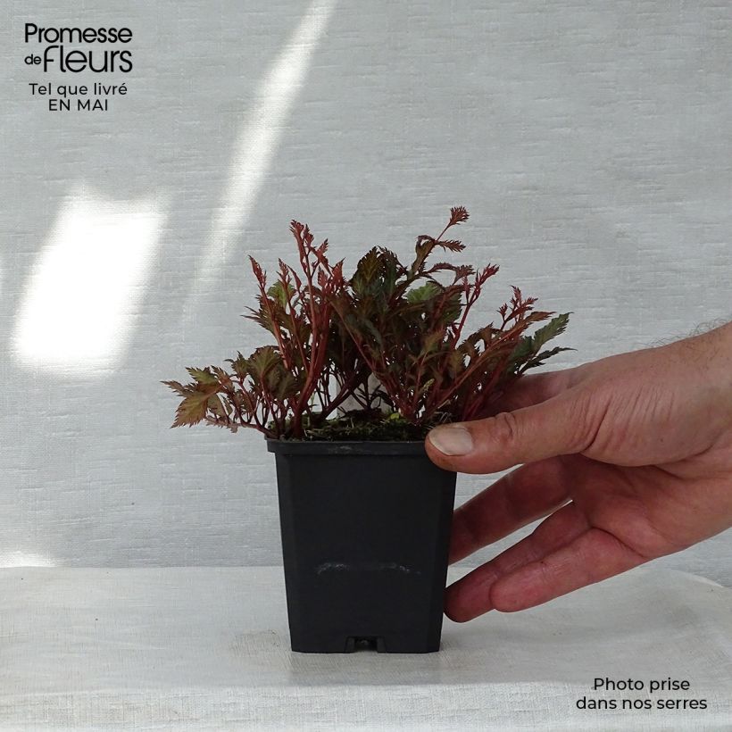 Spécimen de Astilbe crispa Perkeo Godet de 8/9 cm tel que livré au printemps