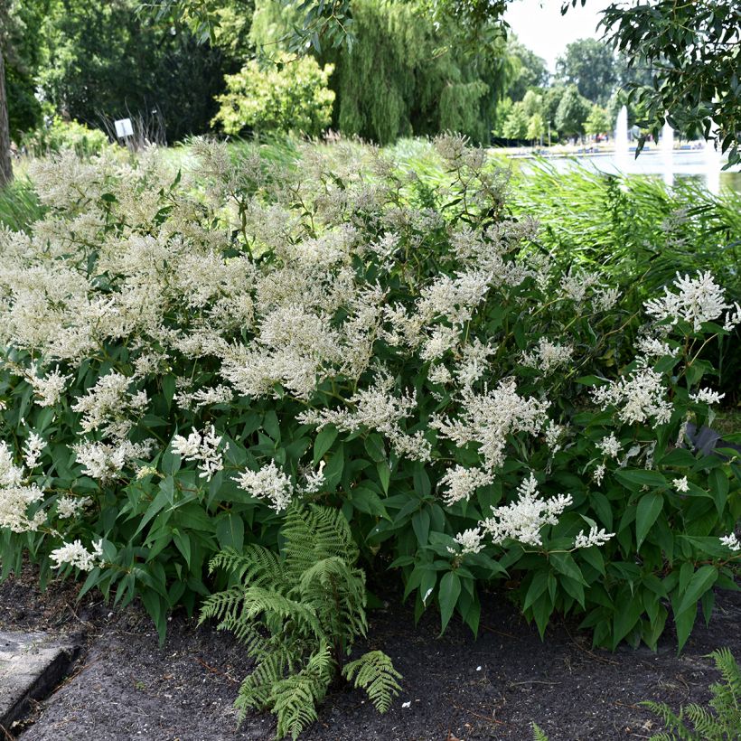 Astilbe japonica Deutschland (Port)
