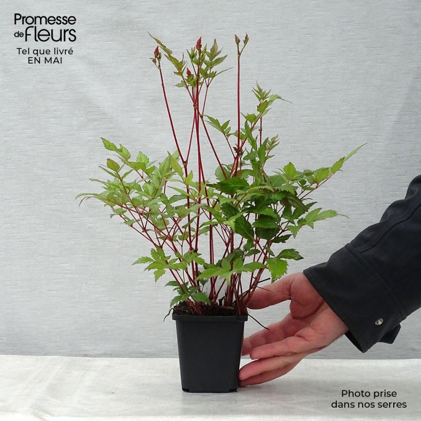 Example of Astilbe japonica Montgomery Godet de 8/9 cm as you get in printemps