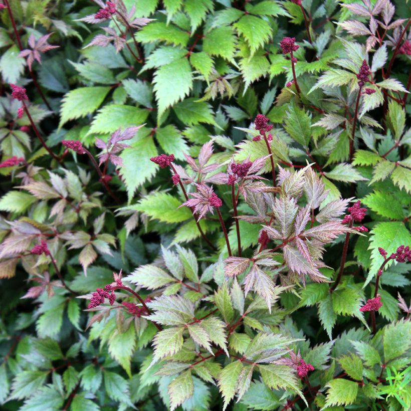 Astilbe japonica Montgomery (Foliage)