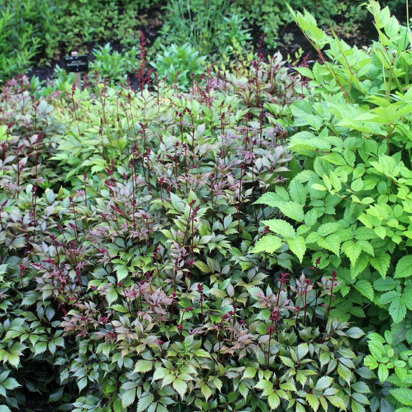 Astilbe japonica Montgomery (Plant habit)