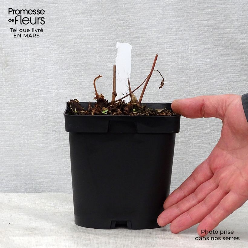 Spécimen de Astilbe japonica Peach Blossom Pot de 1,5L/2L tel que livré au printemps