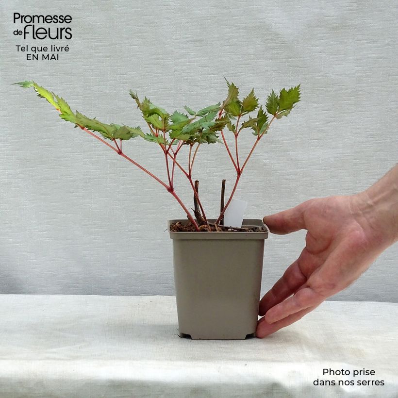 Example of Astilbe japonica Red Sentinel Godet de 8/9 cm as you get in printemps