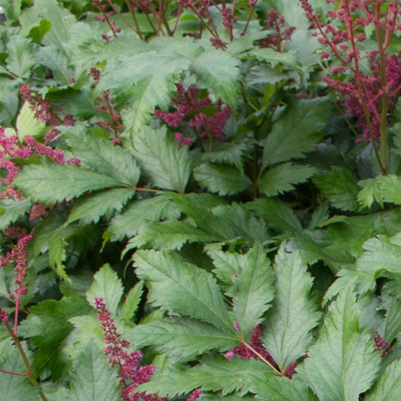 Astilbe japonica Red Sentinel (Foliage)