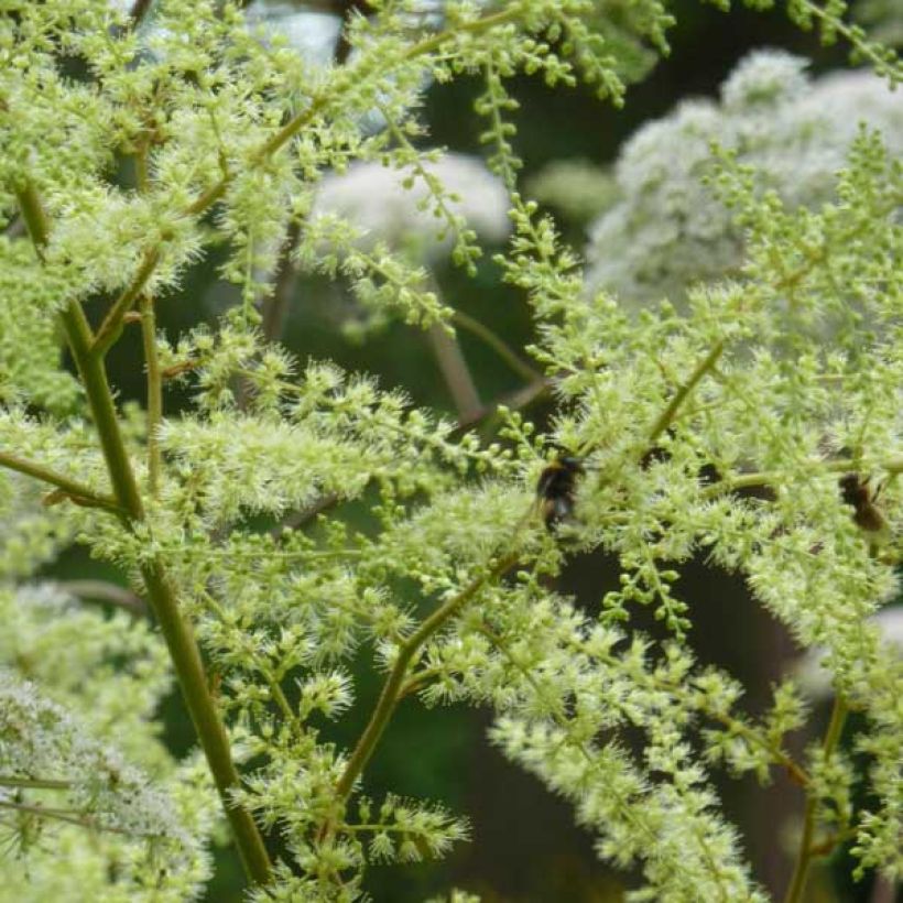 Astilbe rivularis (Flowering)