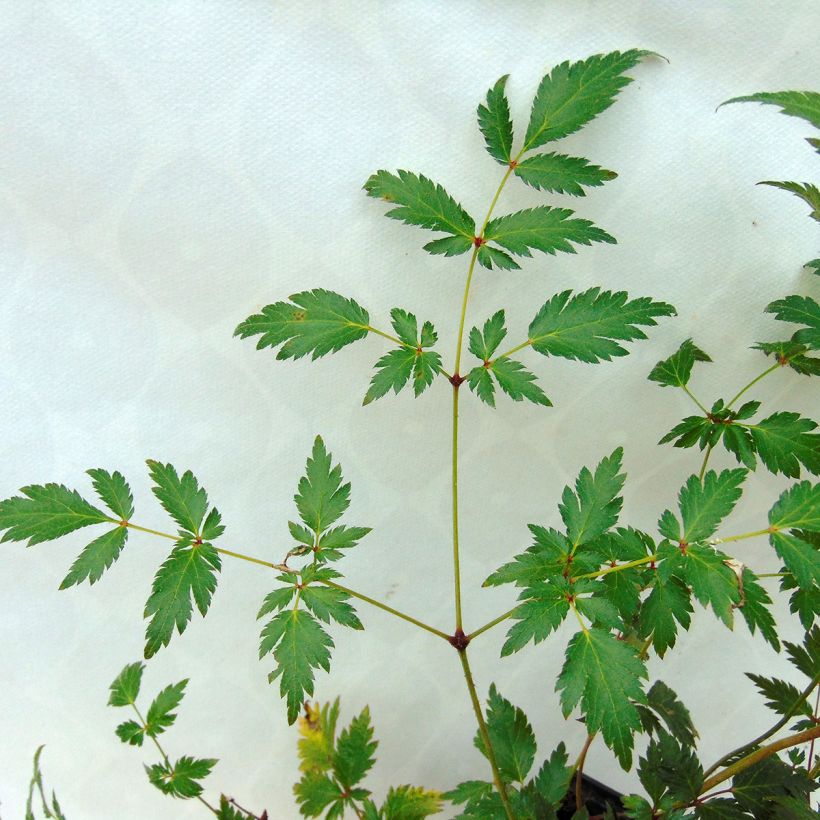 Astilbe simplicifolia Hennie Graafland (Foliage)