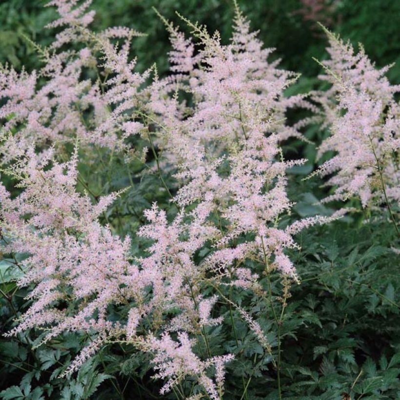 Astilbe simplicifolia Hennie Graafland (Flowering)
