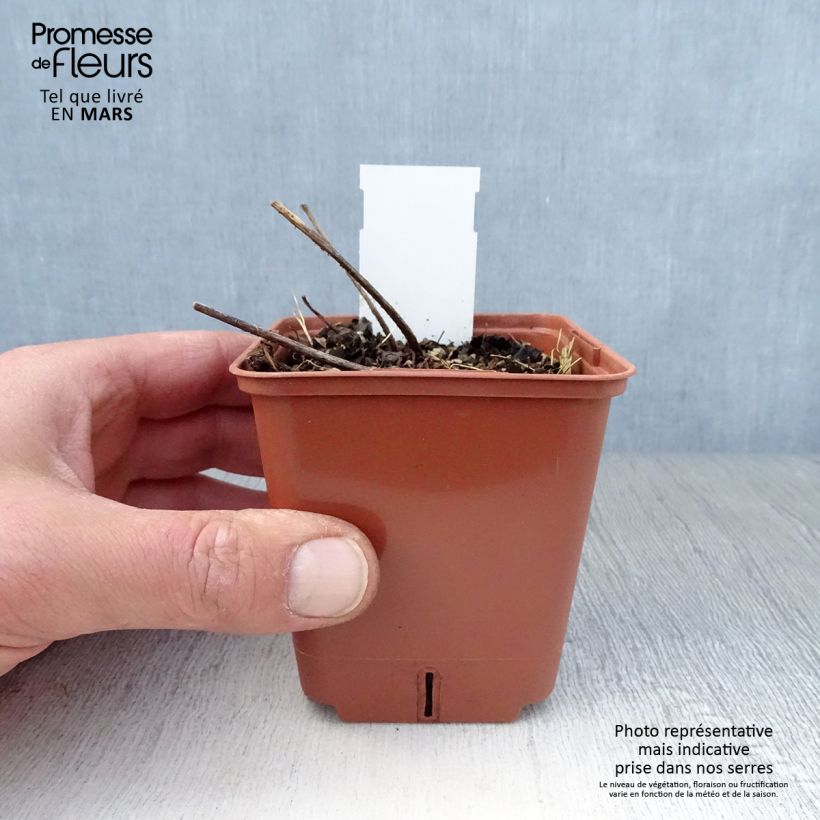 Spécimen de Astilbe simplicifolia Pink Lightning Godet de 8/9 cm tel que livré au printemps