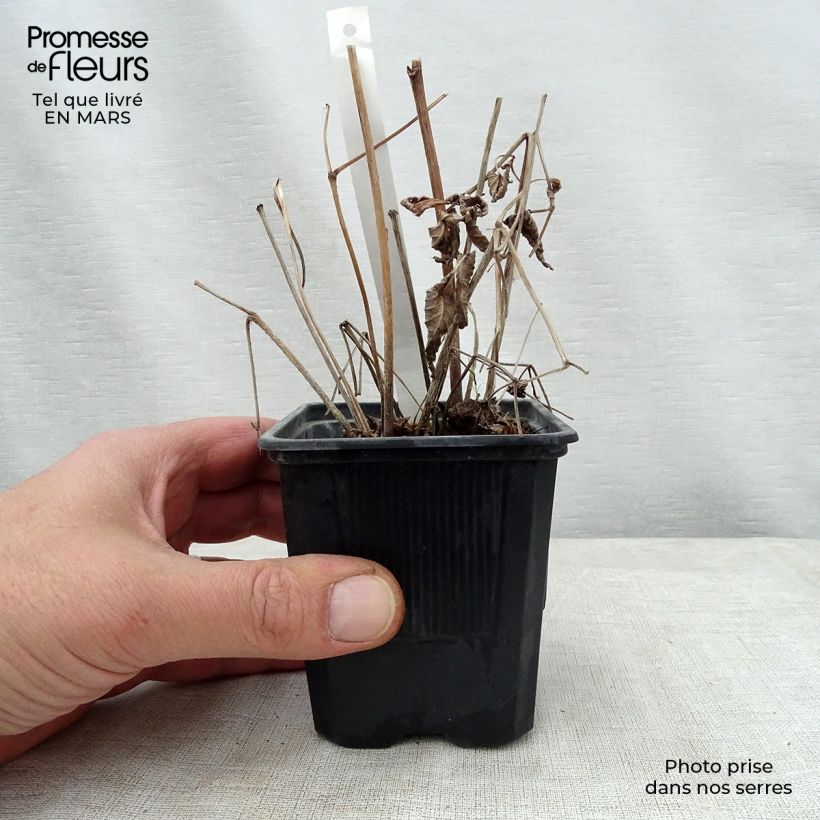 Spécimen de Astilbe thunbergii Straussenfeder - Astilbe Ostrich Plume Godet de 8/9 cm tel que livré au printemps