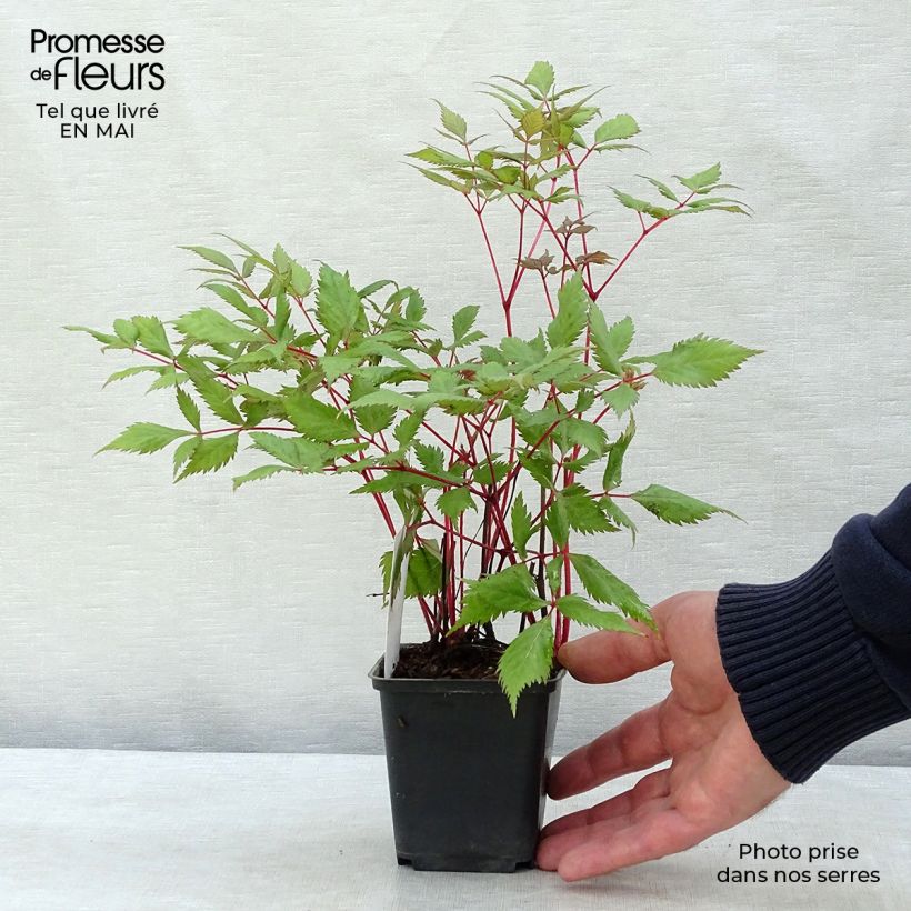 Example of Astilbe arendsii Fanal Godet de 7/8 cm as you get in printemps