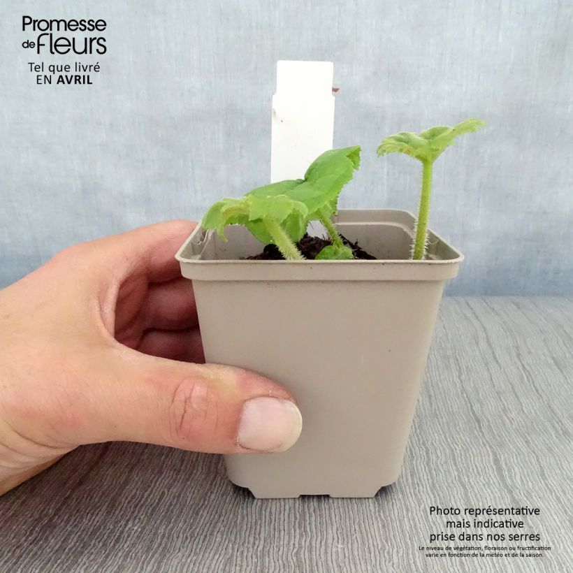 Spécimen de Astilboides tabularis Godet de 8/9 cm tel que livré au printemps