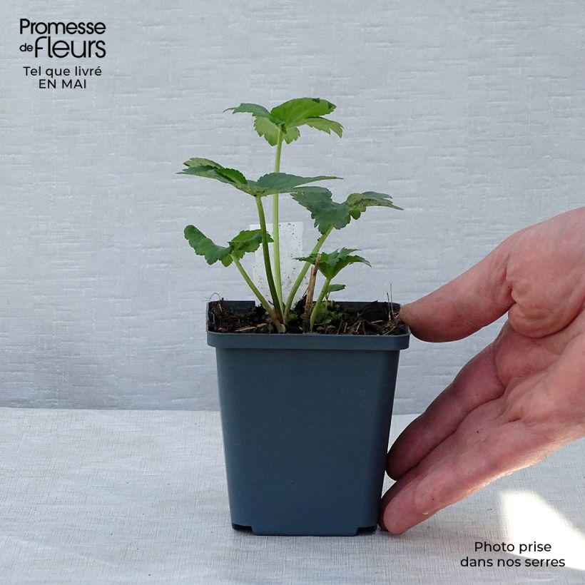 Spécimen de Astrance - Astrantia Star of Billion Godet de 8/9 cm tel que livré au printemps