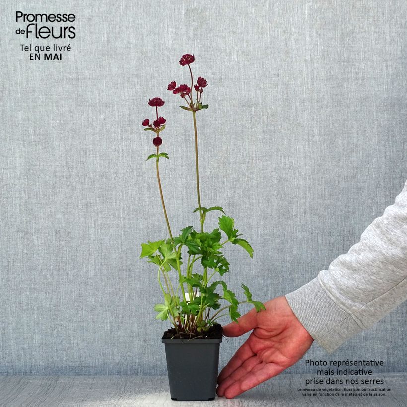 Example of Astrance - Astrantia Star of Love Godet de 8/9 cm as you get in printemps