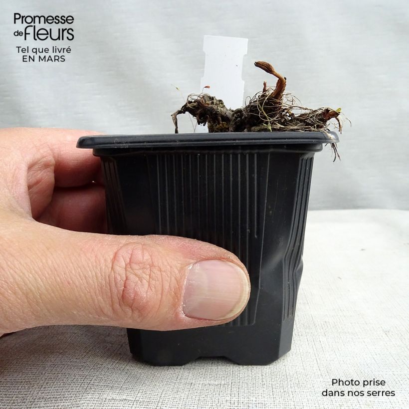 Spécimen de Astrance - Astrantia major Claret Godet de 8/9 cm tel que livré au printemps