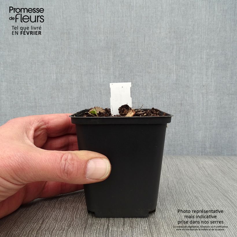 Spécimen de Astrance - Astrantia major Hadspen Blood Godet de 8/9 cm tel que livré en hiver