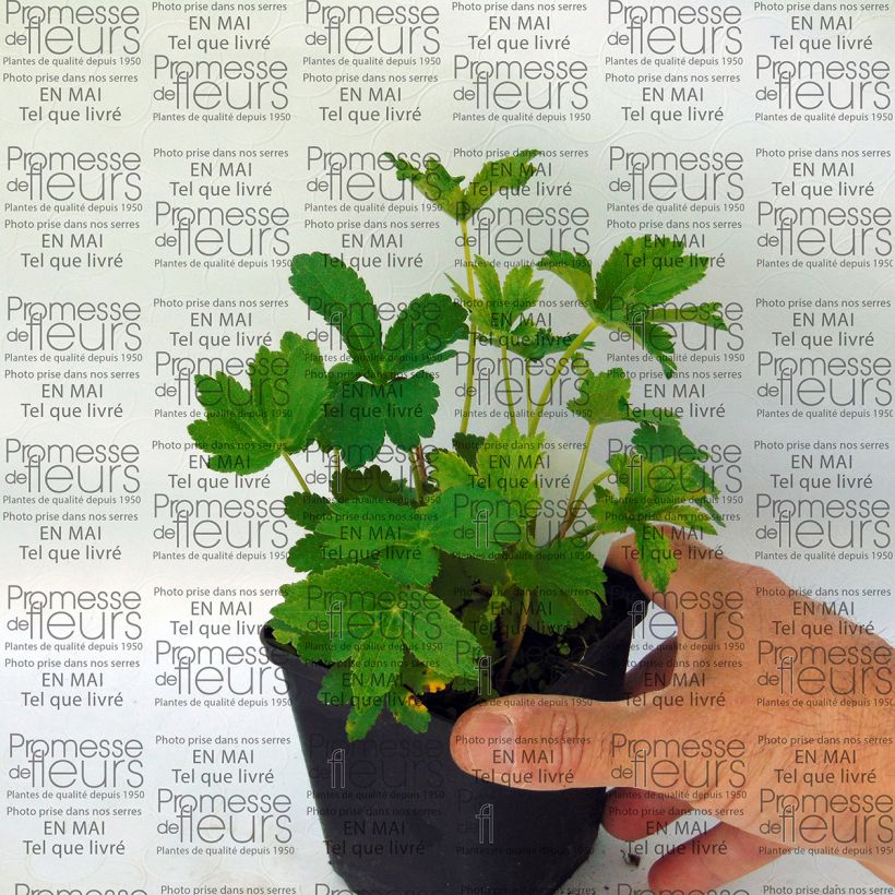 Example of Astrance - Astrantia major Lars Godet de 8/9 cm as you get