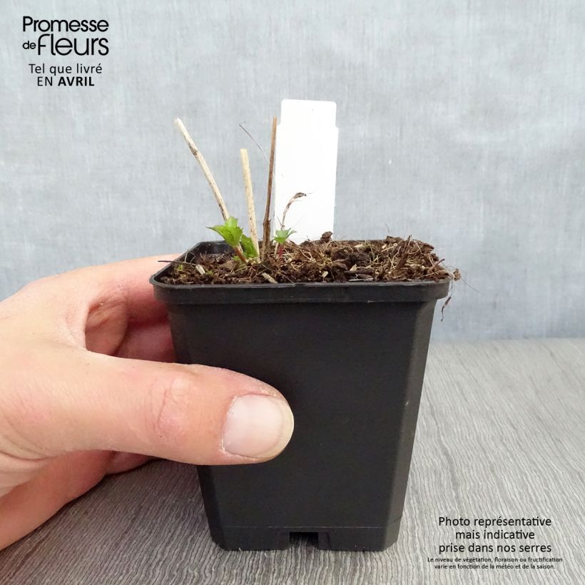 Spécimen de Astrance - Astrantia major Moulin Rouge Godet de 8/9 cm tel que livré au printemps