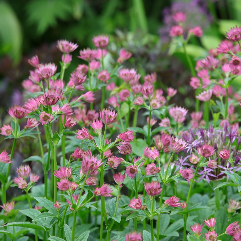 Astrance - Astrantia major Roma (Plant habit)