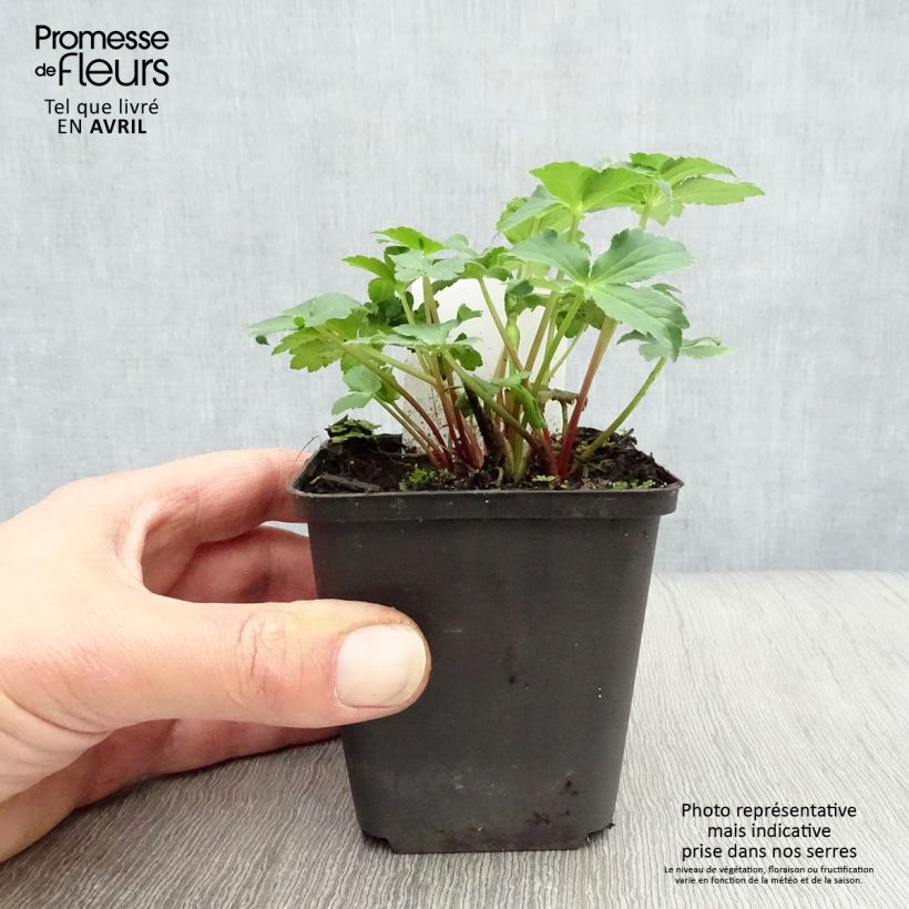 Example of Astrance - Astrantia major Roma Godet de 8/9 cm as you get in printemps