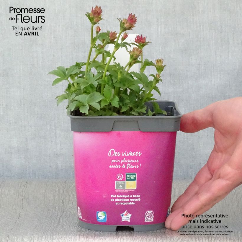 Example of Astrance - Astrantia major Roma Pot de 2L/3L as you get in printemps