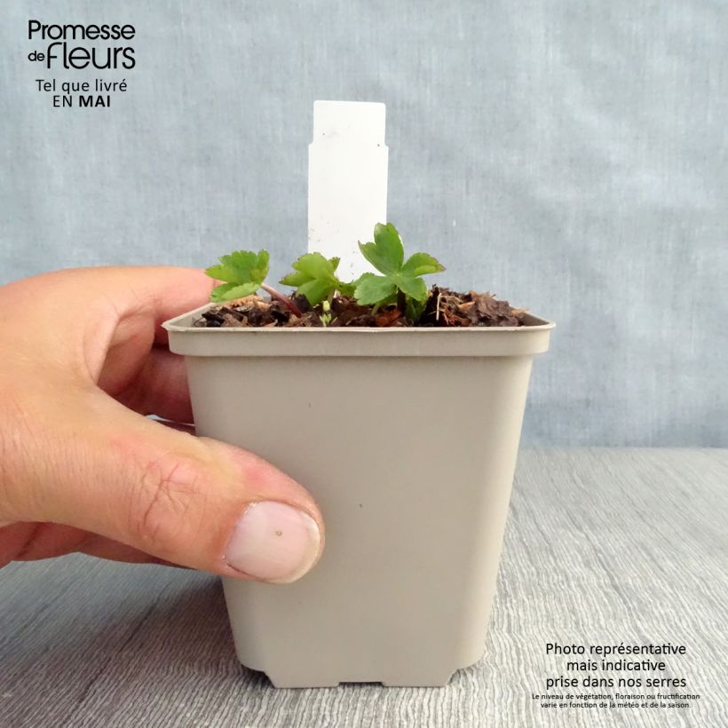 Spécimen de Astrance - Astrantia major Rosea Godet de 8/9 cm tel que livré au printemps