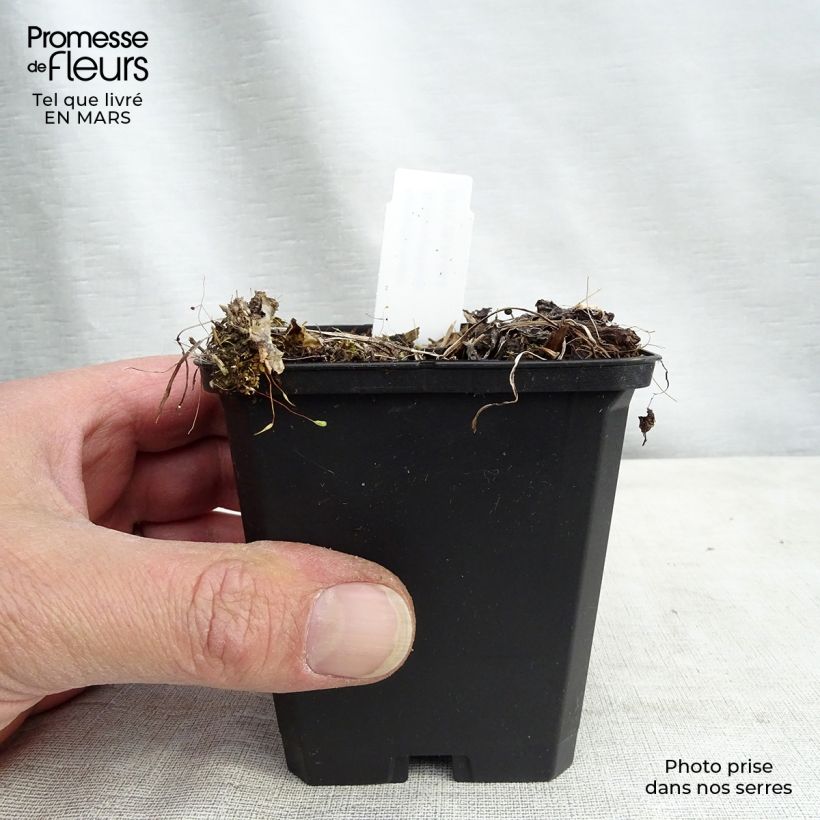 Example of Astrance - Astrantia major Rosensinfonie Godet de 8/9 cm as you get in printemps